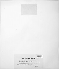 Phragmidium potentillae image